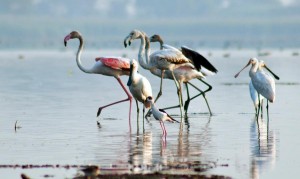 Flamingos spotted at Nandur Madhmeshwar Bird Sanctuary !