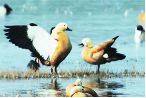 Migratory Bird (Ruddy-Shell Duck)